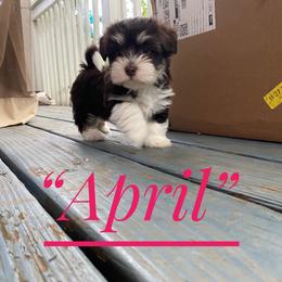 Havanese Puppies from Coco’s Puppies