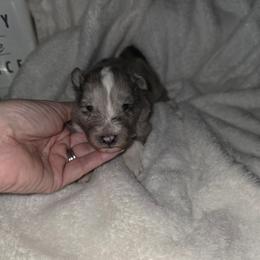 Bi Blue Boy - White blue merle male Shetland Sheepdog puppy in Lenox, Iowa from Crossroad shelties