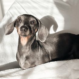 Poppy - Dachshund