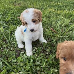 Baby Blue collar - Parti female Goldendoodle puppy in Ruthorfordton, North Carolina from Duncan Doodles Goldendoodles