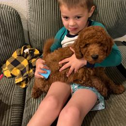 Girl 5 - Apricot female Goldendoodle puppy in Shingle Springs, California from California Double Doodles