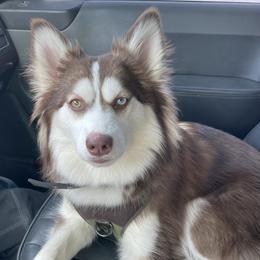 Pepperoni  - Alaskan Husky
