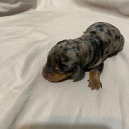 Girl 1 - Dapple female Dachshund puppy in Bakersfield, California from KC Doxies