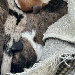 Asuka - Brindle and white female Cardigan Welsh Corgi puppy in San Antonio, Texas from White Paws Cardigan Corgis