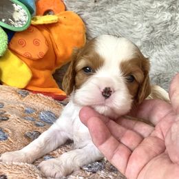 Cavalier King Charles Spaniel puppies from Fiddlers Green Cavaliers