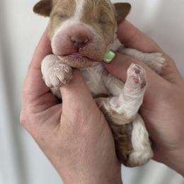 Sunny - Apricot male Goldendoodle puppy in Decatur, Tennessee from Diamond's Doodles