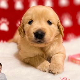 Golden Retriever Puppies from Bear State Goldens