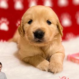 Golden Retriever Puppies from Bear State Goldens