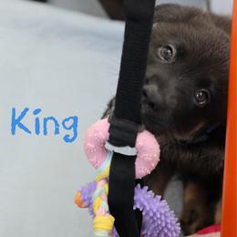 King - Black and cream male German Shepherd puppy in De Land, Florida from 3B’s Animal Artistry