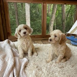 Australian Labradoodles from Ohana Australian Labradoodles