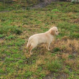 Black Collar - Golden Retriever puppy in Benton, Arkansas from KSquared Golden Retrievers