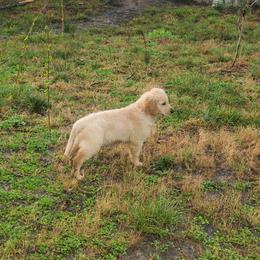 Black Collar - Golden Retriever puppy in Benton, Arkansas from KSquared Golden Retrievers