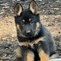 Pink - Black and red female German Shepherd puppy in Liberty Hill, Texas from Liberty Shepherds