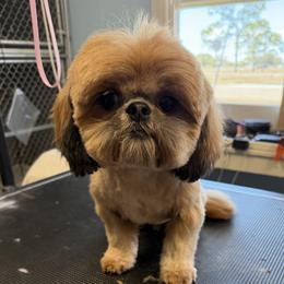 Ruby - Shih Tzu