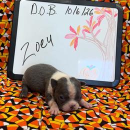 Zoey - Blue female Boston Terrier puppy in Fillmore, Illinois from Wind Hill Puppies