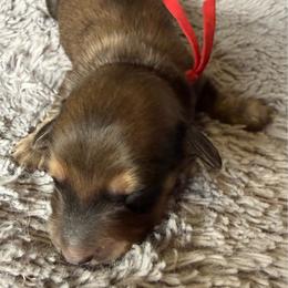 Moose - Cream male Dachshund puppy in Eureka, California from Seaside Doxies