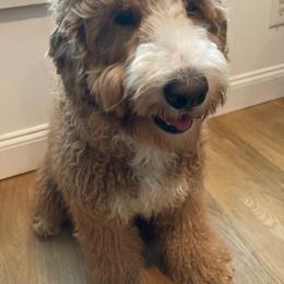 Cutie Pie - Australian Labradoodle