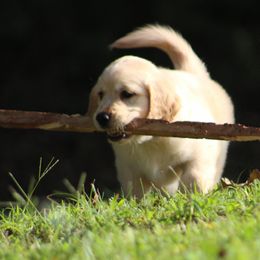 Golden Retriever Puppies from Golden Barnes Kennel