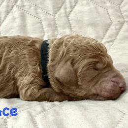 ACE - Red  male Poodle puppy in Stanley, Wisconsin from McJare's Puppy Palace