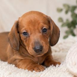 Rascal - Red male Dachshund puppy in Desloge, Missouri from Snows Doxies