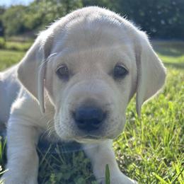 Walter - 5th Generation Family Lab - Yellow male Labrador Retriever puppy in Earlham, Iowa from Family Labs
