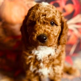 Gobbler - Red  male Goldendoodle puppy in Bradenton, Florida from Christianna’s Mini Goldendoodles