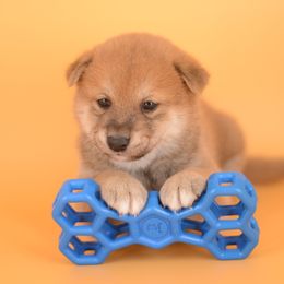 Henry -FULL REGISTRATION INCLUDED- - Red male Shiba Inu puppy in Neosho, Missouri from Kenny Cave K9s