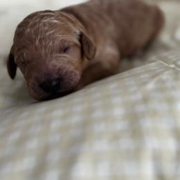 ERNIE - Apricot male Poodle puppy in Thornton, Colorado from Shandy Poodle