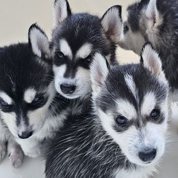 Pomsky Puppies from Peoria Pomskies