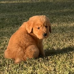 Dareth - Dark golden male Golden Retriever puppy in Chandler, Arizona from Az K9 Companions