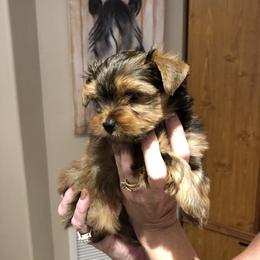 Yorkshire Terrier Puppies from Happy Days Acres and Yorkies