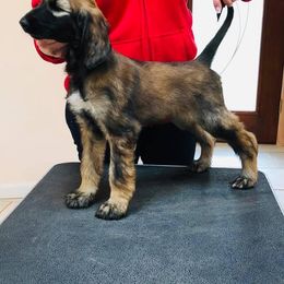 Afghan Hound and Havanese Puppies from Dragonfly Kennels