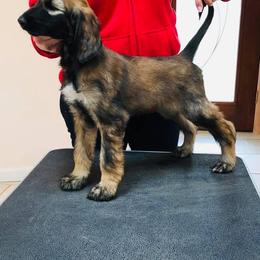 Afghan Hound and Havanese Puppies from Dragonfly Kennels