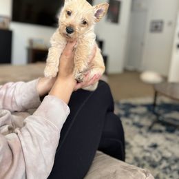 Scottish Terrier Puppies from Santas Scotties