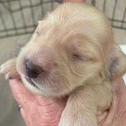 River -green - Cream female Dachshund puppy in Lake Mary, Florida from Lakeside Doxies
