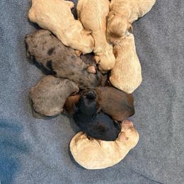 Cockapoo puppies from Sassy Bob’s Dogs