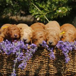 Labradoodle puppies from Terra's Swann's Kennels