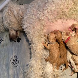 Goldendoodle and Poodle Puppies from Funny Farm Doodles