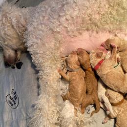 Goldendoodle and Poodle Puppies from Funny Farm Doodles