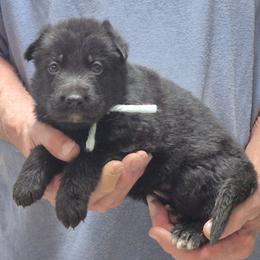Boy 3 - Black male German Shepherd puppy in Lake George, Colorado from High Country German Shepherds