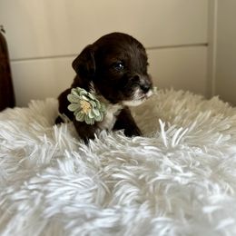 Callie (mint) - Merle female Cavapoo puppy in West Haven, Utah from Harper Haven Cavapoos & Doodles