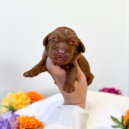 Caterpillar - Caramel red male Australian Labradoodle puppy in Palmdale, California from Pixie Doodle Paws