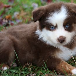 Australian Shepherd and Miniature Australian Shepherd Puppies from Aislin Fields