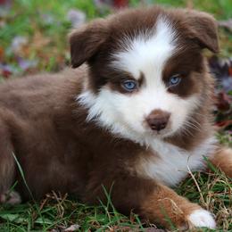 Australian Shepherd and Miniature Australian Shepherd Puppies from Aislin Fields