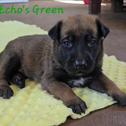 Echo's Green - Mahogany male Belgian Malinois puppy in Berry, Alabama from North River k9