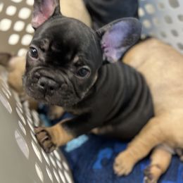 French Bulldog Puppies from Stratton Kennel