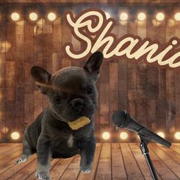 Shania - Blue female French Bulldog puppy in Ennis, Texas from Family Farm Frenchies