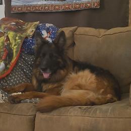 Molly - German Shepherd