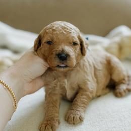 Mike - Red  male Goldendoodle puppy in Hiddenite, North Carolina from Rose and Reid Doodles