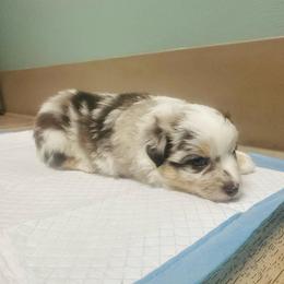 Galaxy - Blue merle female Miniature Australian Shepherd puppy in Interlachen, Florida from Lucky Bones Miniature Australian Shepherds